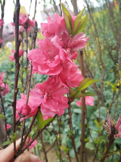 家中種桃花|【家中種桃花】關於「家中種桃花」你一定要知道的風水秘密！